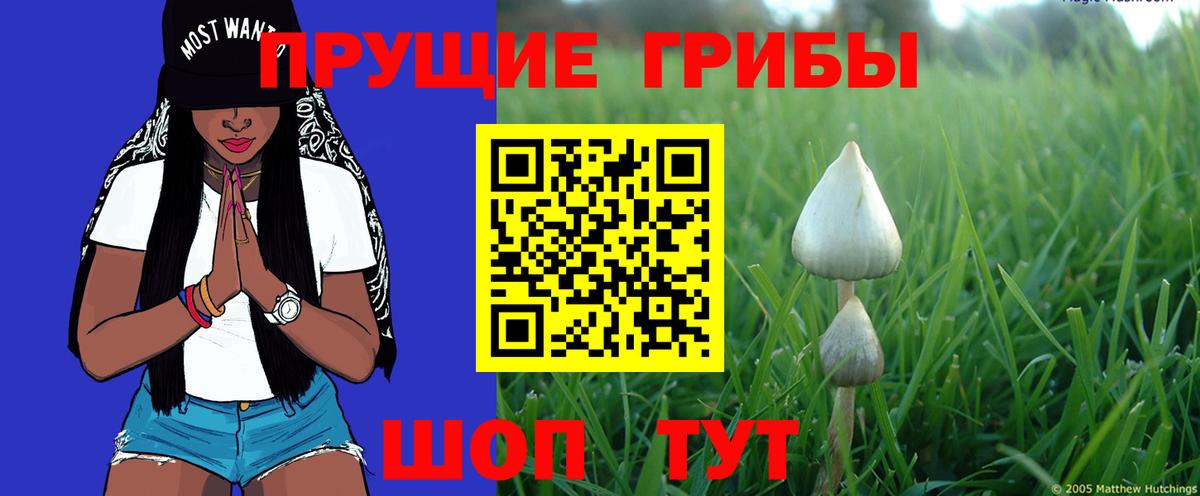 что такое   Псилоцибиновые грибы мухоморы  Галлюциногенные грибы прущие грибы  Вход с VPN  Мурино 